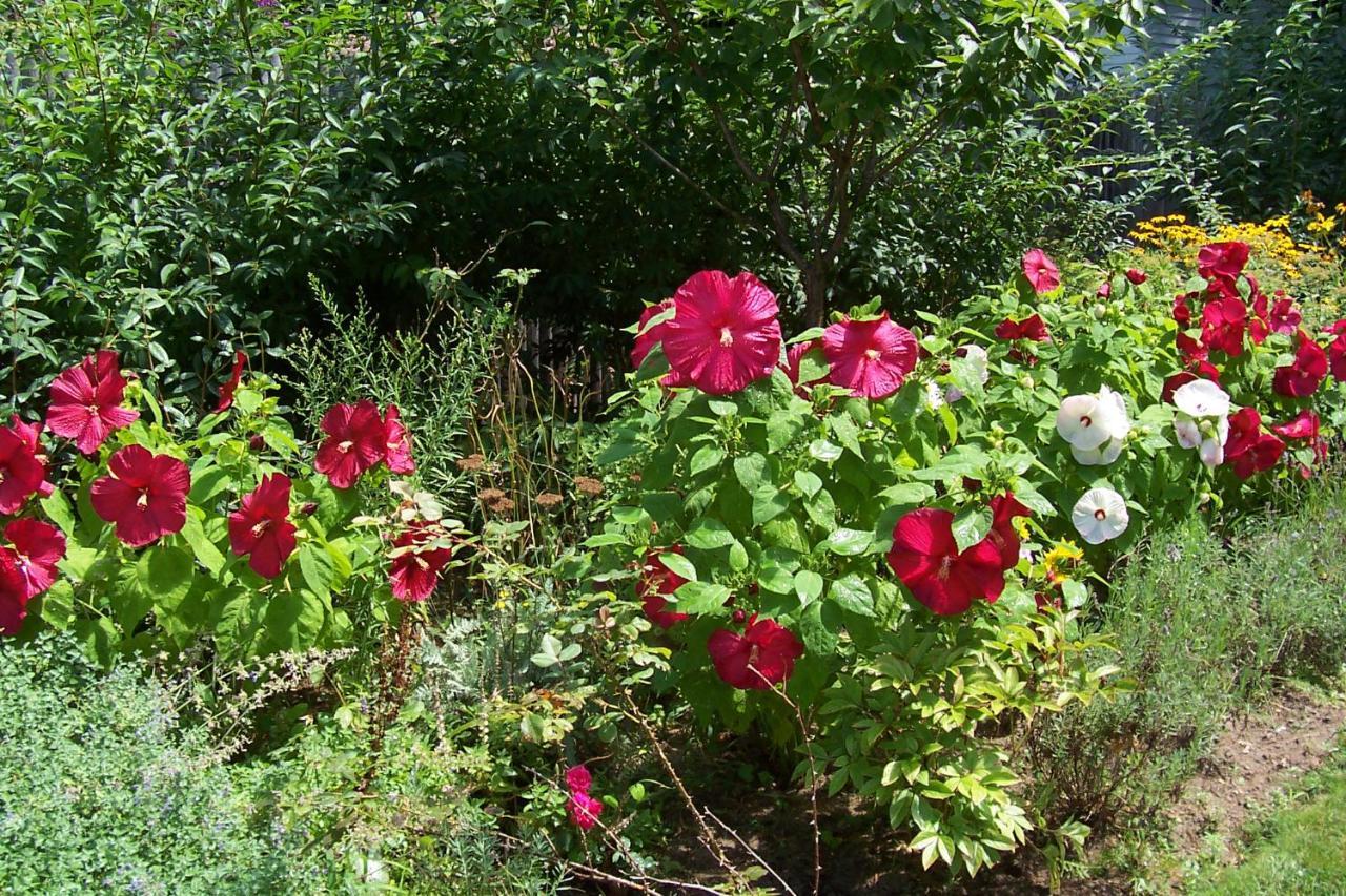 Arbor View House Bed And Breakfast East Marion Esterno foto